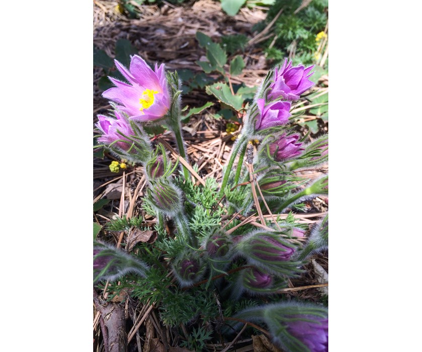 European Pasque Flower
